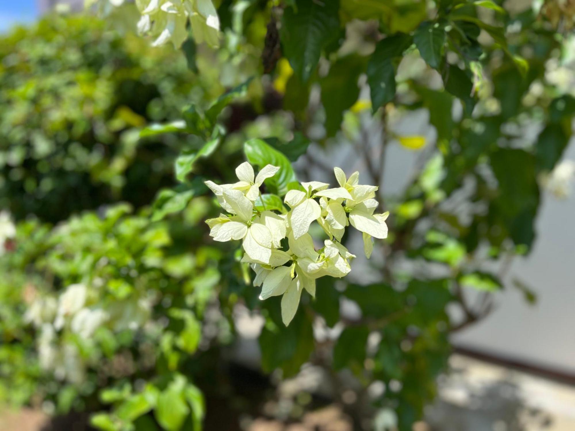 Garden Haven Hikkaduwa Villa Luaran gambar